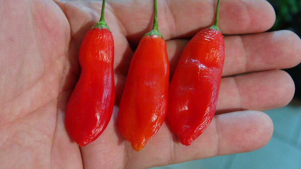 Thumbnail: Here is the Purple Flowered Baccatum Pepper, Capsicum Baccatum, Scoville units: 20,000 to 40,000 +/- SHU. The Purple Flowered