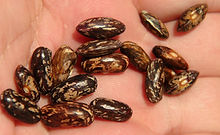 Here is the Tendergreen Bush Bean, Phaseolus vulgaris. This bush bean variety was was introduced by Peter Henderson & Co. in 1922. It is a stringless snap bean early type and also considered a "cut an come again" kind. The more you pick the more they produce! It was developed as a canning bean at first and then it became very popular in home gardens for there crisp raw salad type bean. Very heavy producer with plants only getting 18 inches tall. Very easy to grow and great for all ages! Open pollinated 60 days from transplanting.