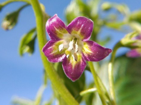 Thumbnail: Here is the CAP 500 Pepper, Capsicum eximium, Scoville units: 500 to 700+ SHU. The CAP 500 Pepper originates from Bolivia. It