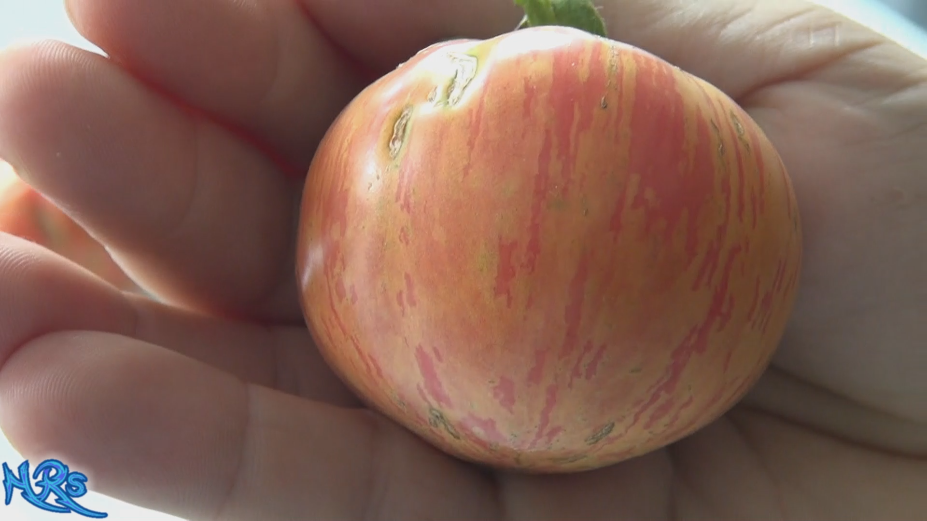 Thumbnail: Chocolate stripes tomato