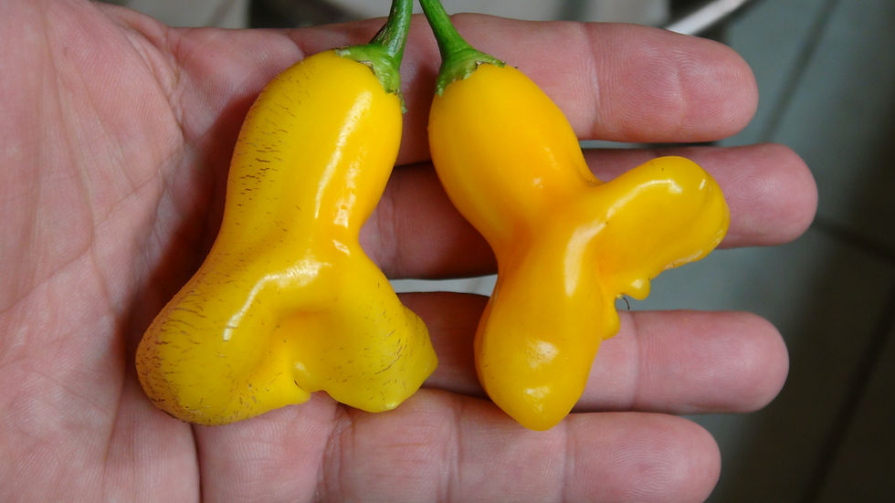Thumbnail: Here is the Yellowbell Baccatum Pepper, Capsicum baccatum, Scoville units: 000 to 1,000+ SHU. The Yellowbell Baccatum Pepper