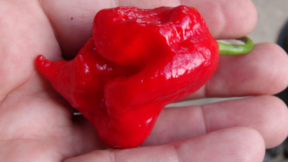 Thumbnail: Here is the Trinidad Scorpion Butch T Pepper, Capsicum chinense, Scoville units: 500,00 ~ 1,463,700 SHU. These peppers origin