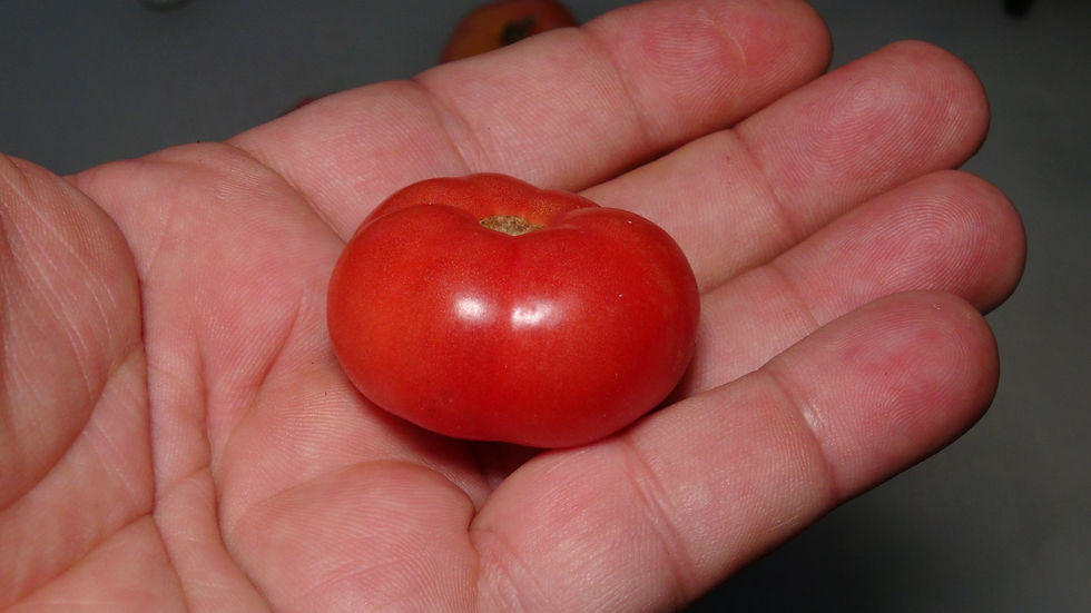 Here is the Hank Tomato, Solanum lycopersicum. This tomato originates from California, USA and created by Donald Branscomb ar