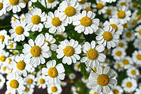German Chamomile (1).jpg