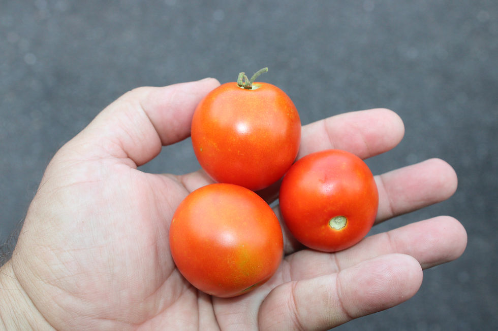 Thumbnail: Here is the Maja Tomato, Solanum lycopersicum Aka Maya tomato. This tomato originates from Sweden and was developed by Åke Tr