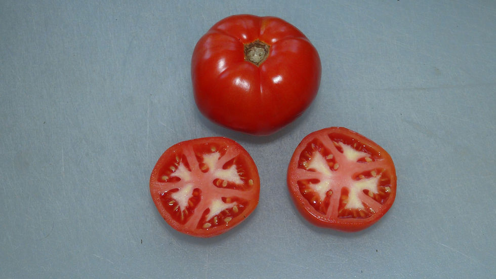 Thumbnail: Here is the Cosmonaut Volkov Tomato, Lycopersicon esculentum “Cosmonaut Volkov Handles cold…unscathed,” says Anne Elder. A su