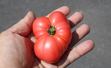 Dwarf Pink Livija Tomato, Solanum lycopersicum, HRSeeds