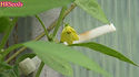 Here is the Capsicum rhomboideum Pepper also known as the Capsicum ciliatum, Scoville units: 000 SHU. It is a perennial member of the genus Capsicum and is considered a distant wild relative of the chili pepper. Its fruit do not have any pungency or heat and are a 0 on the Scoville Heat Unit scale. It gets its name from the rhomboidal to elliptical shape of its leaves. It is native to Mexico, Central America, and Andean region of South America. It can take up to 4 years before it flowers and fruits! the plants can get quite big as large as 8 feet tall and spreads out just as wide. The berries or peppers if you will, are about 1/4 inch at best and a deep mahogany red color. after the 4 year waiting period they become pretty good producers! NOT a beginner plant. Open pollinated seeds can take up to 3 months to sprout. 100+ days.