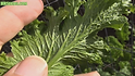 Here is the Green Wave or Greenwave Mustard, Brassica juncea. This curly leaf type mustard is a very popular variety an was a 1957 AAS winner. The Green Wave Mustard variety Tolerates the cold extremely well and will seed on second year. Plants can get to 2 feet tall and get quite bushy. Green wave is a very spicy, spineless leafy green with a crispy crunchy texture. A very productive variety to grow and is best eating the leaves young! Easy to grow and fun! Open pollinated 40 to 55 days.