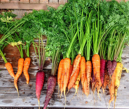 This mixed pack of carrot seeds are from seeds we did not have time to package an separate. We then put them all together in one container an offer them as mixed lots. This pack contains seeds from red, yellow orange, purple an even black carrots! Some of the varieties are: Akaroa Long Red carrot, Altrincham carrot, Autumn King carrot, Barwon carrot, Baby Bell carrot, Bolero carrot, Doucer carrot, Flakee carrot, French Round carrot, Imperator carrot, Juwarot carrot, Karotan carrot, King Chantenay carrot, Magno carrot, Nelson carrot, Oxheart carrot, Royal Star carrot and many more! We cannot guaranty you will receive a perfect mix of verities but should get a mix however! Open pollinated 60-70 days.
