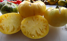 Here is the Great White Tomato, Solanum lycopersicum. This tomato was introduced to the public in the early 1990s by Gleckler Seeds Company. These tomatoes can get to 3+ Lbs easy! It has few grooves, making it ideal for slicing. It also makes a great tomato sauce as well. Highly productive and produced fruit all the way up to the first frost! Open pollinated. Indeterminate. 65 days.
