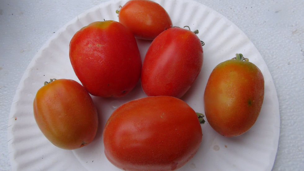 Thumbnail: Here is the Furry Bumblebee Dwarf Tomato, Solanum lycopersicum. This tomato originates from Belgium and was created by Pascal