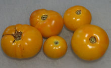 Here is the Old German Tomato, PI 647528, Solanum lycopersicum. This tomato dating back to the 1860's was cultivated by the Shenandoah Valley, Mennonite community in the state of Virginia. They were commercially available around 1985 thru SSE. These tomatoes can get to 2 Lbs easily but range quite a bit in size! These bi-colored tomatoes are great for making sauce and ideal for slicing. Highly productive and produced fruit all the way up to the season! Open pollinated. Indeterminate. 65 days.