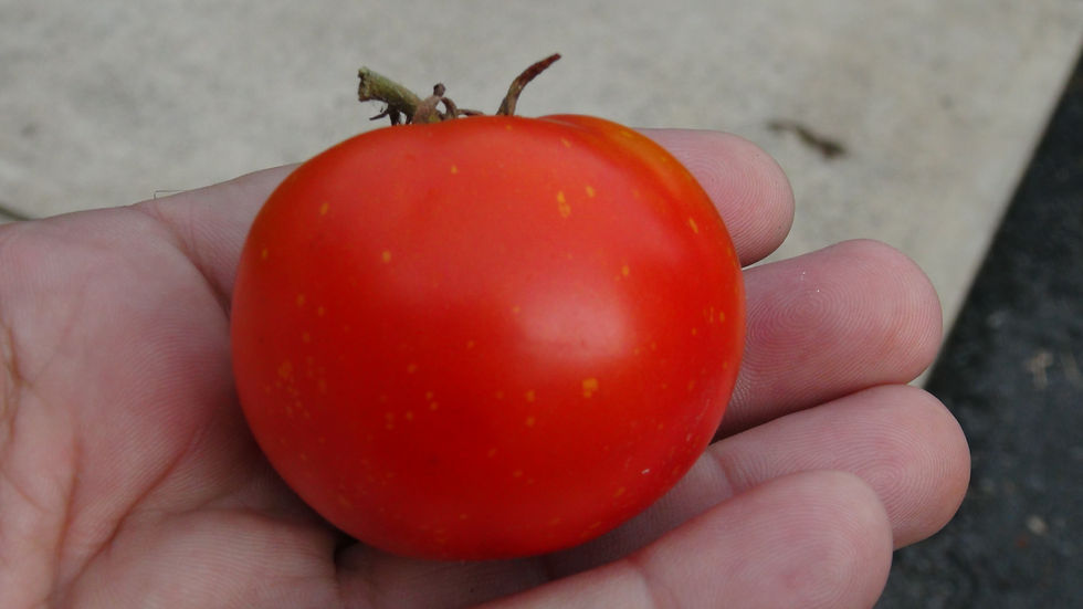 Here is the Yamal Tomato, Solanum lycopersicum. This tomato originates from Russia and was created by Vladimir Kozak in 2007
