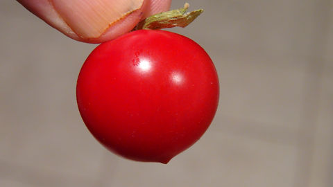 42 Days Tomato | HRSeeds