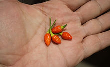 Coban Pepper, Capsicum annuum, HRSeeds