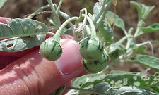 Here is the Silverleaf Nightshade, Solanum elaeagnifolium. This wild sage like plant originates from Across southern half of United States and in northern Mexico; in West, north to Washington, Idaho, Colorado, and Nebraska and grows on the Prairie, Plains, Meadows, Pastures, Savannas. It is also known as White Horse Nettle, Trompillo, Tomato Weed, Bull Nettle and Purple Nightshade. The flowers have five petals and are usually white or purple with yellow centers, though there is a blue variant that resembles the tomato flower. The fruits are berries that resemble tomatoes with thorny calyx and are TOXIC if eaten. The plant grows to 3 feet tall, is perennial, and spreads by both seeds and underground rhizome. Stems of older plants are woody. All parts of the plant, including its tomato-like fruit, contain toxins in varying degrees due to the presence of solanine glycoalkaloids which is a toxic alkaloid and one of the plant's natural defenses. The fully ripened fruits will have a light gr