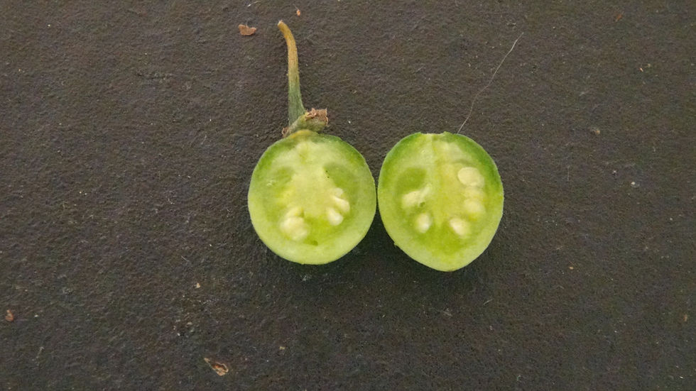 Thumbnail: Carolina Horsenettle Solanum carolinense. This wild tomato like plant originates from southeastern USA. The plant is invasive