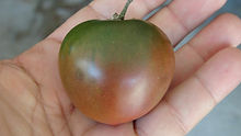 Black Goddess Tomato черная богиня (5).JPG