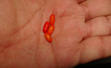 Here is the CAP 1445 Pepper, Capsicum chacoense, Scoville Units: 10,000 to 30,000 SHU. This pepper originates from Bolivia. It 'also known as the "Chile Congo Pepper". The flowers are white with yellow anthers and plants only get to around 30 inches tall and spread out wide with wiry thin branches. The peppers are about 1/4 inch long and upright type. Plants are a good producer with over 100 pods. They grow very similar to many other bird peppers but with blunt nose fruits. Fruits tend to be late season ripening type. Open pollinated, 65 to 90+days.