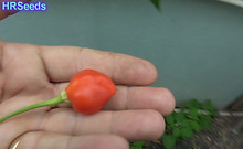 Inca Berry Pepper