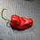 Thumbnail: Here is the Padron Pepper, Capsicum annuum, Scoville units: 500 to 2,500 SHU. This Pepper originates from the municipality of