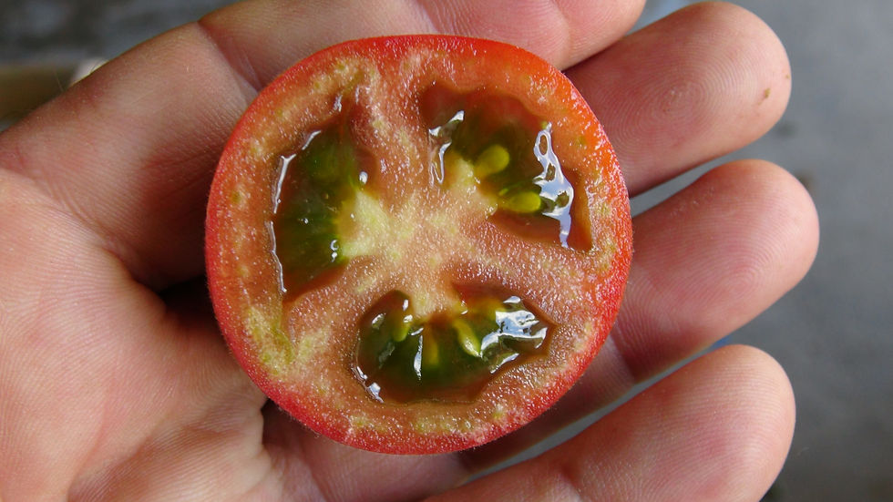 Here is the Woolly Blue Wine Tomato, Solanum lycopersicum. This tomato originates from USA and developed by Tom Wagner. The W