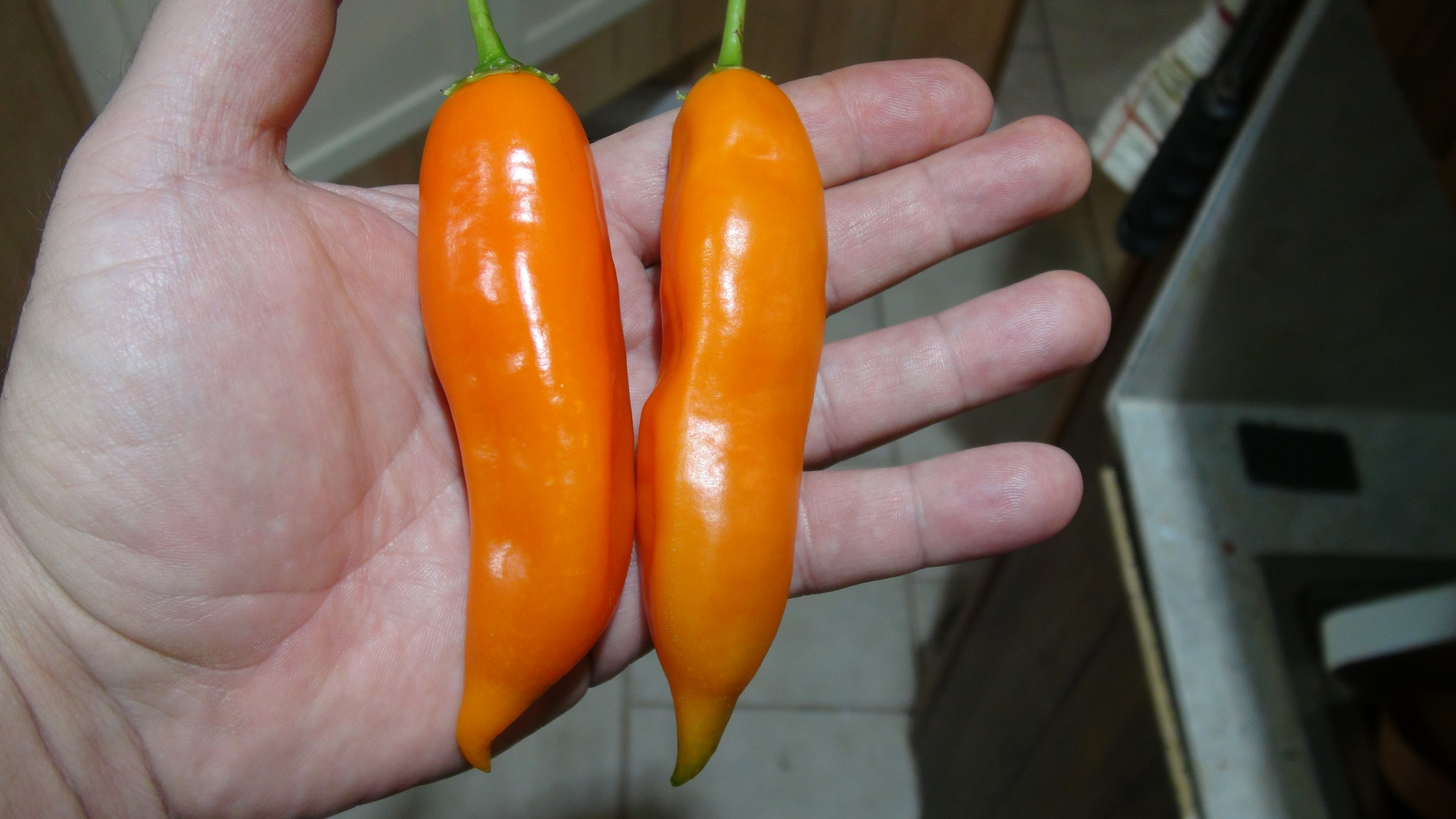 Here is the Aji Amarillo Pepper, Capsicum baccatum, Scoville units: 30,000 to 50,000 SHU. The Aji Amarillo Pepper originates