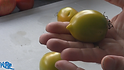 Here is the Chile Verde Tomato Tomato, Solanum lycopersicum, This indeterminate, regular-leaf tomato was created by Tom Wagner. These elongated shaped fruits are considered a paste tomato due to having low water content. It's also lower in acid more than the standard slicer tomatoes, reaching a width of about 2 inches and a length of about 3 inches. Great for making sauces, Open pollinated 90 days.
