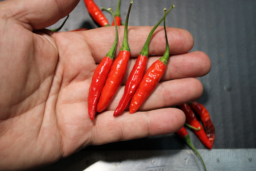 Here is the Fire An Rain Variegated Pepper, Capsicum annuum, Scoville units: 80,000 to 150,000+ SHU. Fire An Rain Pepper pods