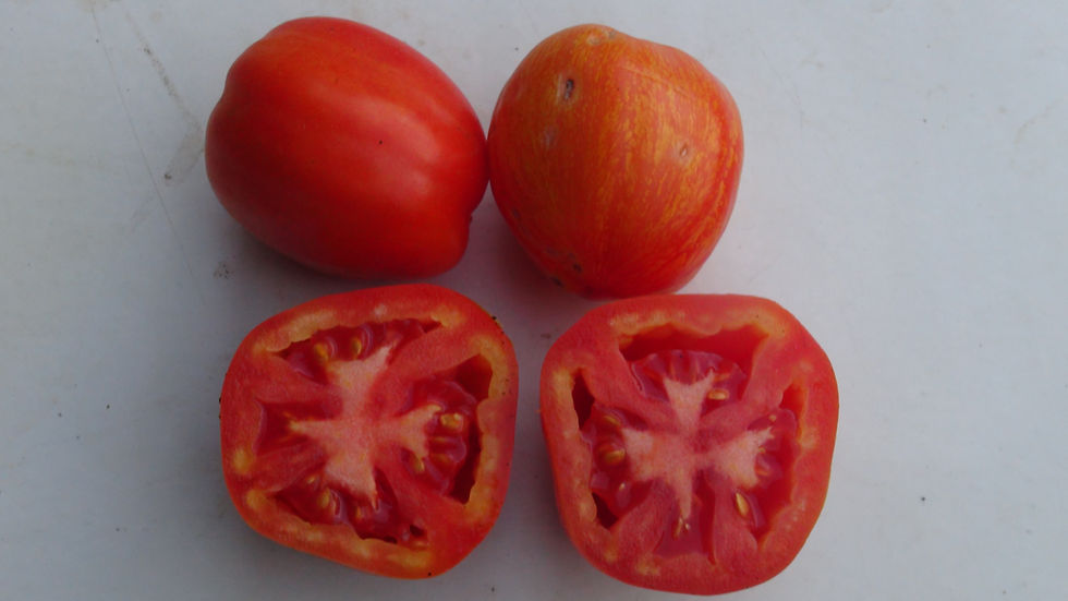 Thumbnail: Here is the Freckled Plum Tomato, Solanum lycopersicum. This tomato originates from USA and was a volunteer where  we grew sc