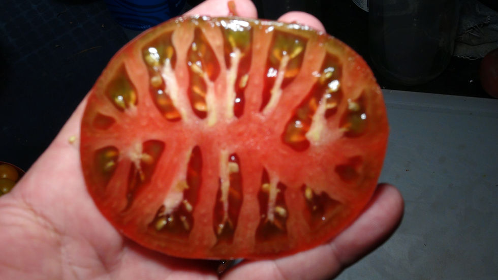 Thumbnail: Here is the Black Beauty Tomato, Solanum lycopersicum. This is a very unique tomato in a few ways. The tomato is a low acid h