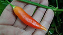 Here is the Aji Omnicolor Pepper, PI 215739, CGN 22141, Capsicum baccatum, Scoville units: 30,000 to 50,000 SHU. This pepper originates from Peru. It is an ornamental variety that is edible an quite tasty. Pods start out bone or white in color then turn orange and finally to a deep dark orange or red color when fully ripe. Plants can get to 3 feet tall but they get wider more then tall getting to as wide as 4 feet and produce hundreds of fruits per plant. Pods have an amazing baccatum flavor with a very nice glowing burn that don't go away very fast! Even tho this pepper is rated very high on the scoville scale we feel it is much lower in heat more like a cayenne but with the taste of a baccatum. Excellent for drying and making ristras! Open pollinated 78 days.