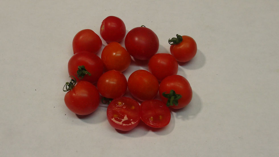 Here is the Heart Breaker Twiggy Red F-2 Micro Dwarf Tomato, Solanum lycopersicum. This tomato originates from USA. The fruit