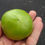 Thumbnail: Here is the Georgia Green Tomato, Solanum lycopersicum. This tomatoes origins are unknown. The fruits are a green slicer toma
