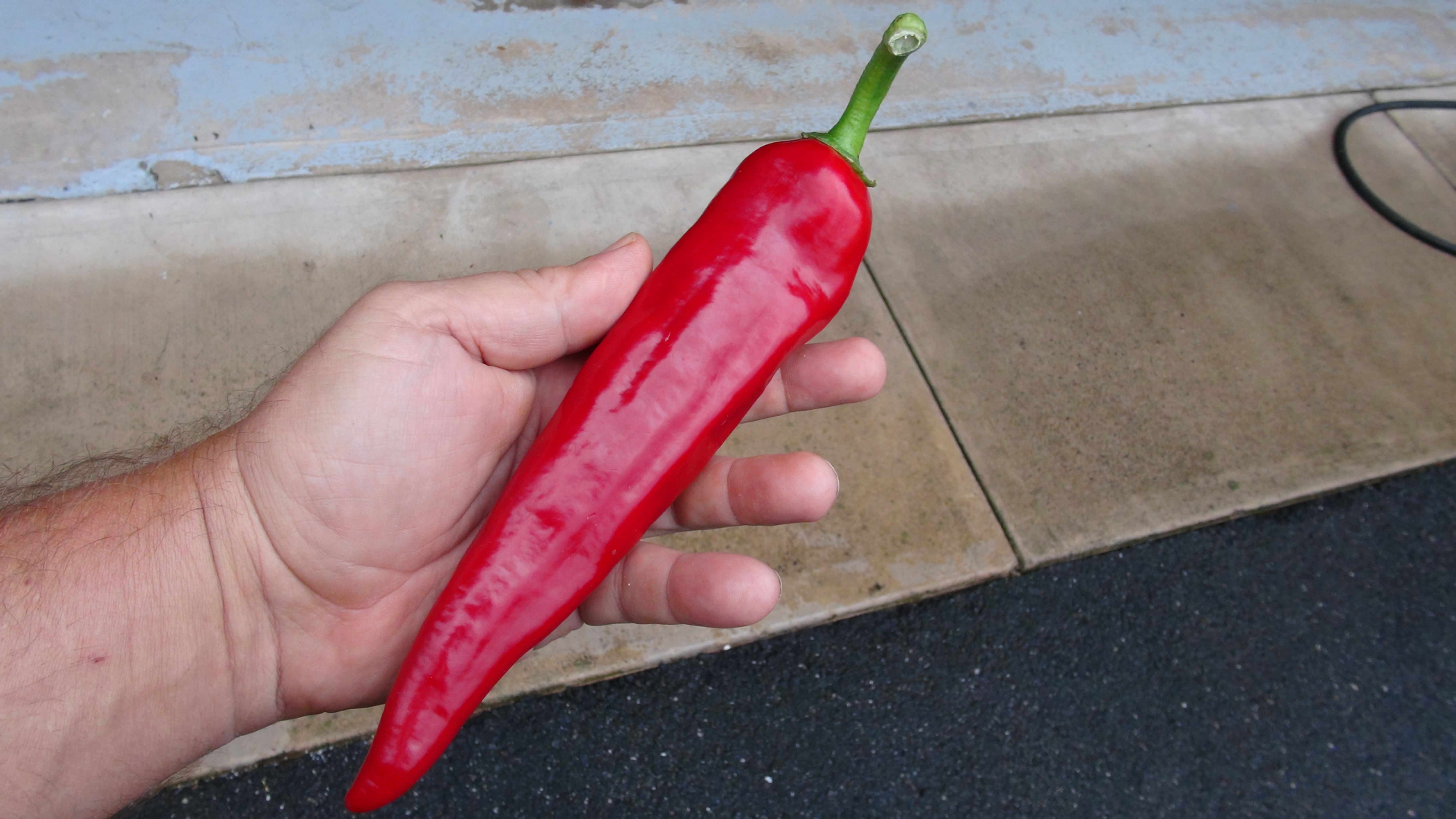 Here is the Giant Sahuaro Pepper, Capsicum annuum, Scoville units: 100 to 600 SHU. This gigantic frying pepper originates fro