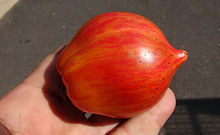 Here is the Crushed Heart Tomato, Solanum lycopersicum. This tomato originates from Northern California USA and was created by Brad Gates. The fruits are a striped heart tomato with red flesh inside getting to around 2 to 3.5 inches across. Plants can get to about 48+ inches tall and produce well over 30 fruits per plant but plants can get bigger if grown in ground. Great for salads, eating fresh and for tomato sauce! Open pollinated, indeterminate, mid season, striped red, heart, 62 to 97+ days. LOT# 1 TAG# 172-2024