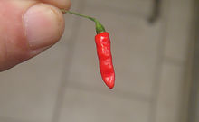 Here is the Aji Pasco, Capsicum frutescens, Scoville units: 11,500 to 35,000+ SHU. This pepper origins are unknown. This wild pepper has a thin wall an fruits get to 3/4 to 1 inch long and turns green to red when fully ripe. Plants can get to 3+ feet tall but often times they stay around 2 feet but very bushy so need strong supports. Pods are very hot with strong bite. We found this to be a very productive variety and easy to grow in northern climates. Usually fruits first year but sometimes it don't so you need to over winter. Plants can live for many years in pots and tend to stay around 20 inches tall and ornate. A must grow for any collector! Open pollinated, late season, red, perennial, easy to medium grow, 97 to 140+ days to overwinter for many years. LOT# 4 SEC3B TAG# 317-2022