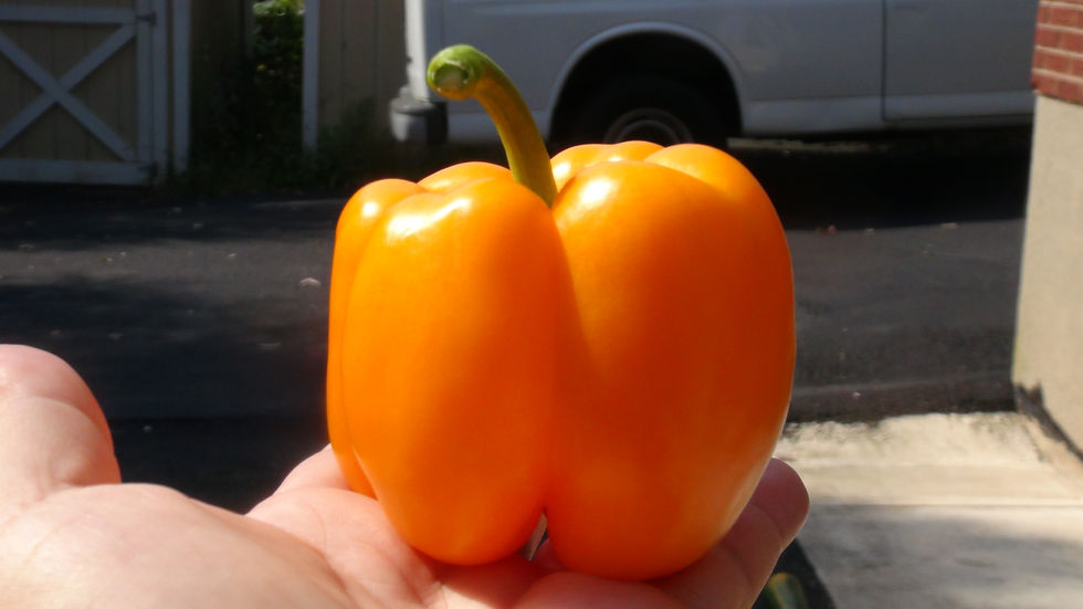 Thumbnail: Here is the Orange Sun Bell Pepper, Capsicum annuum, Scoville units: 000 SHU. This bell pepper originates from the USA and is