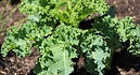 Siberian Dwarf kale