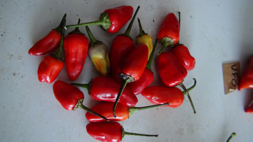 Chinese Color Hot Pepper hrseeds