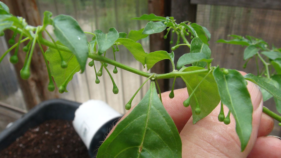 Thumbnail: Here is the Flexuosum Yellow Flower Pepper, Capsicum flexuosum, Scoville Units: 35,000 SHU. This wild pepper originates from