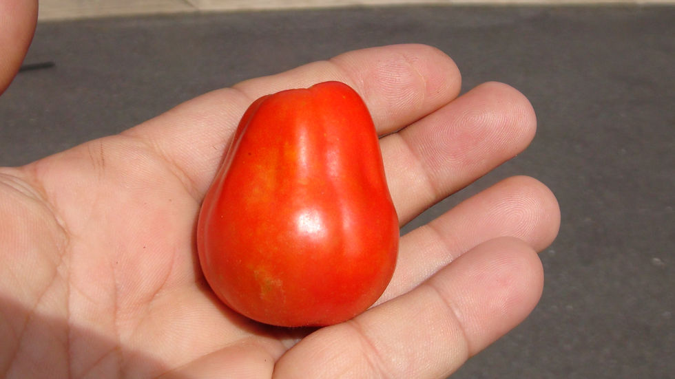Thumbnail: Here is the Canestrino Di Lucca Tomato, Solanum lycopersicum. This tomato originates from Lucca in the province of Tuscany, I