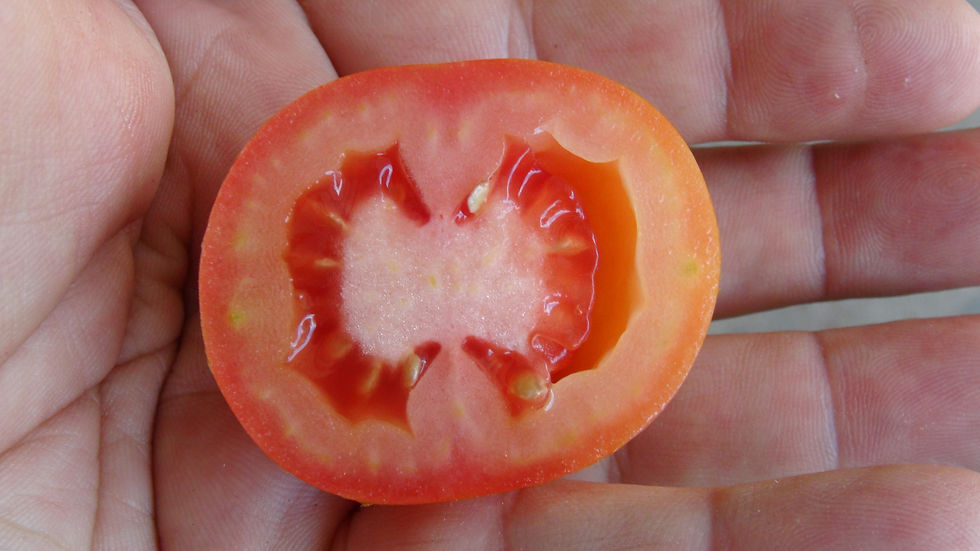 Thumbnail: Here is the Pakenham Pear Tomato, Solanum lycopersicum. This tomato originates from Victoria, Australia. The Pakenham Pear To