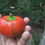 Thumbnail: Here is the Topepo Rosso Pepper, Capsicum annuum, Scoville units: 000 SHU. This sweet pepper originates from Italy. It is als