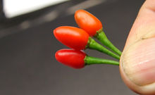 Here is the Brazilian Exile Pepper, Capsicum exile, Scoville units: 6,000 to 35,000 SHU. The Brazilian Exile Pepper originates from Brazil. Fruits are blunt nose get to .75 inch long and turns from green to red when fully ripe. Plants can get to 72+ inches tall and is a prolific producer. Pods are very hot and have a really nice peppery taste. Usually fruits first year and did really well in a 1 gallon pot. Plants can live for many years in pots and wintering them over can bring an abundance of these little peppers. A must grow for any collector! Open pollinated, mid to late season, hot, perennial, easy to medium grow, 75 to 100+ days to overwinter for many years. LOT# 3 TAG# 270-2024