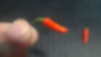 Here is the Aji Pasco Pepper, Capsicum frutescens, Scoville units: 11,500 to 35,000+ SHU. The Aji Pasco Pepper origins are un