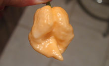 Here is the Banestrain Peach Pepper, Capsicum chinense, Scoville units: 800,000 to 1,200,000 SHU. The Banestrain Peach Pepper originates from South Carolina, USA. It is a cross of the Peach Ghost X, White Ghost and Butch T and was created by Kevin Bane iaround 2018. It has a peach bumpy skin with pods getting to 2.25 inches long and go from green to peach when fully ripe and is known for its striking burn. Plants can get to 3.5 feet tall and tend to be a heavy producer in full sun. We found this to be very easy to grow in northern climates. Usually fruits first year and you can over winter in pots. If pruned, plants can live for many years in pots and tend to stay around 26 tall and ornate. A must grow for any collector! Open pollinated, mid to late season, brown, perennial, medium to advanced grow, 86 to 130+ days to overwinter for many years. LOT#4 SEC1C TAG# 193-2022