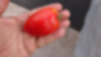 Here is the СИБИРСКАЯ ТРОЙКА Tomato, Solanum lycopersicum. This tomato originates from Russia and also known as Siberian Troi