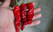 Here is the Aji Norteno Pepper, Capsicum baccatum, Scoville units: 5,000 to 20,000 SHU. The Aji Norteno Pepper originates from Peru. This aji type pepper variety has pods range from 1.75 to 6 inches long and red skin when fully ripe. Plants can get to 8+ feet tall and tend to be a very tall sized plant but if pruned they tend to stay smaller. Pods have a almost very floral baccatum pepper flavor with a very nice hot burn that is very satisfying but some peppers may be a very hot! Usually fruits first year and you can over winter in pots. Plants can live for many years in pots and tend to stay around 38" tall and ornate. VERY RARE! A must grow for any collector! Open pollinated, late season, green to red, perennial, advanced grow, 95 to 140+ days to overwinter for many years. LOT# 2 C2 TAG# 62-2022